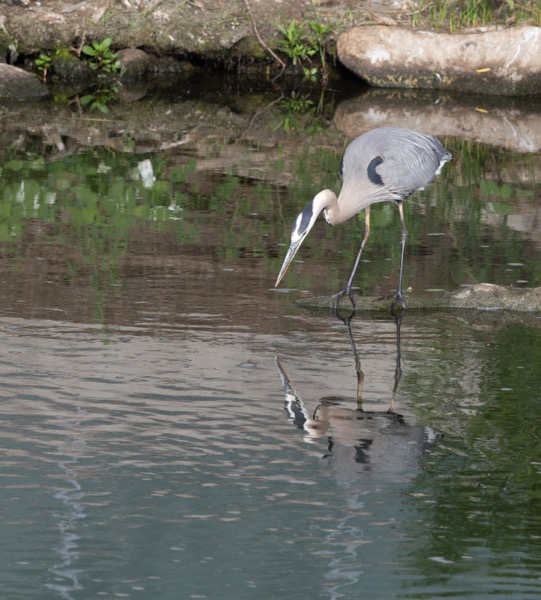 Great blue heron