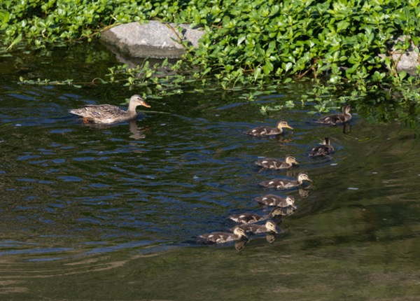 Mallard with 9 ducklings