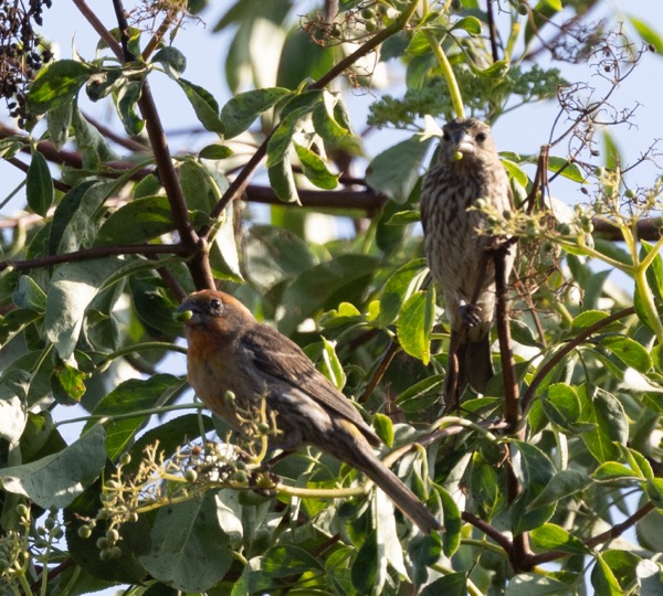 House finches