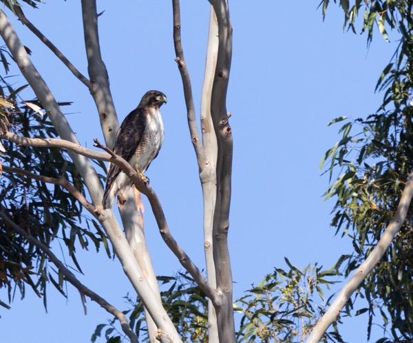 Red-tailed hawk