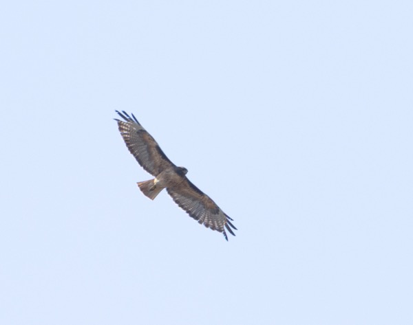 Red-tailed hawk