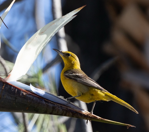 Hooded oriole