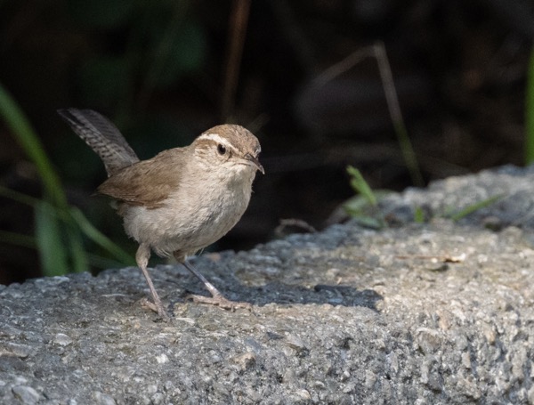 Bewick's wren