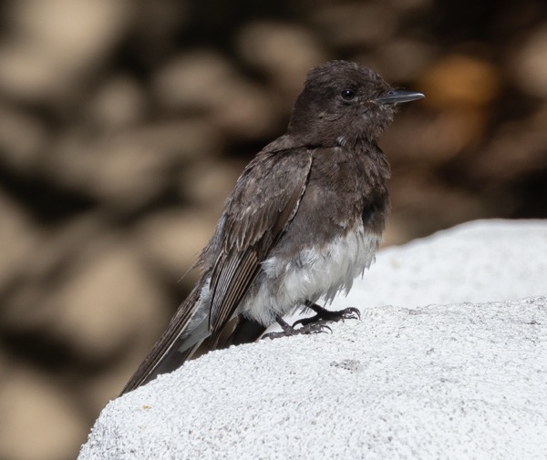 Black phoebe