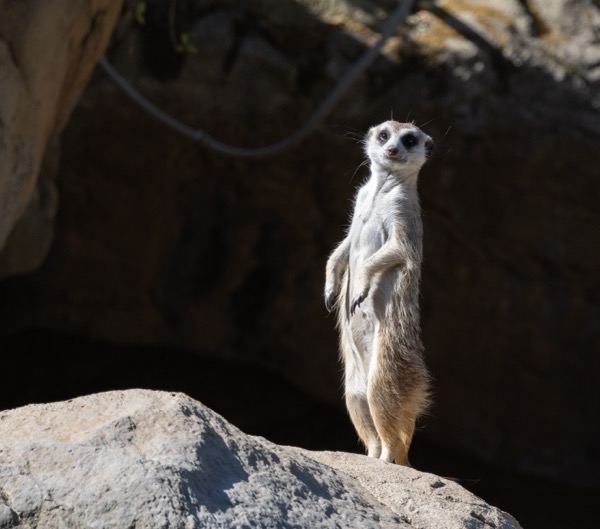 Meerkat