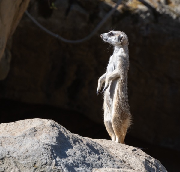Meerkat