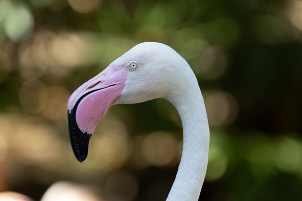 Chilean flamingo