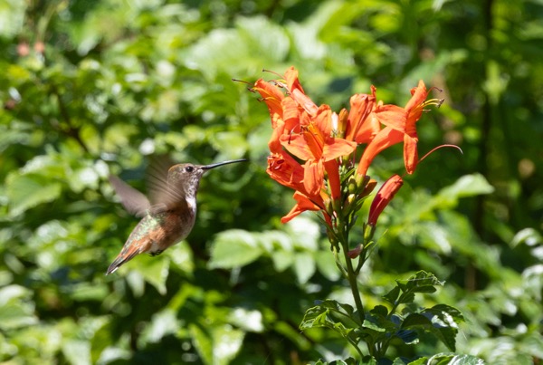 Allen's hummingbird