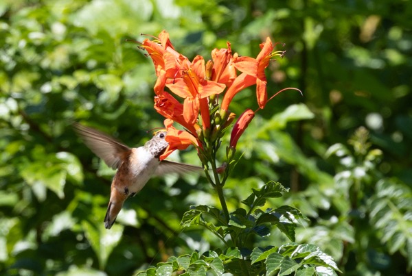 Allen's hummingbird