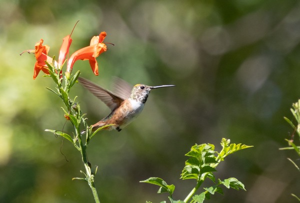 Allen's hummingbird