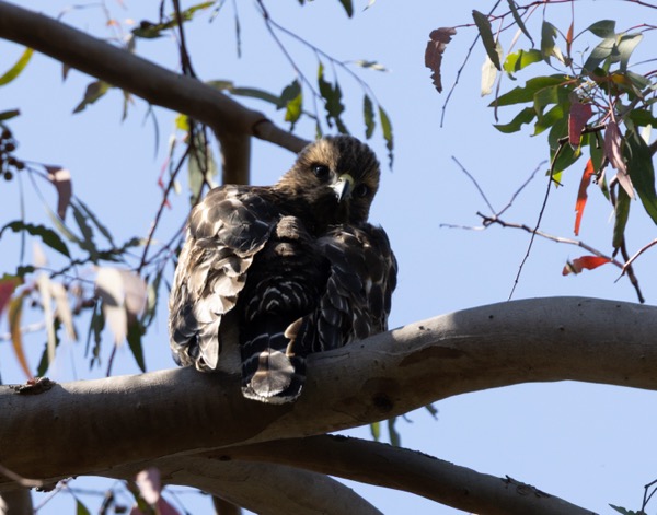 Red-tailed hawk