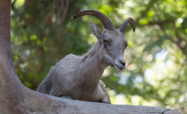 Desert bighorn sheep