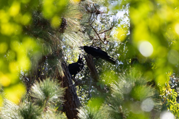 Common raven