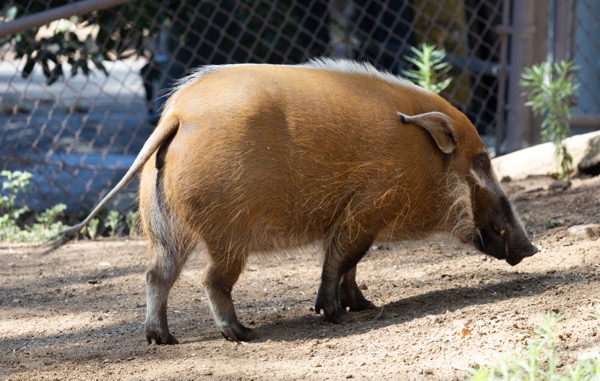 Red river hog