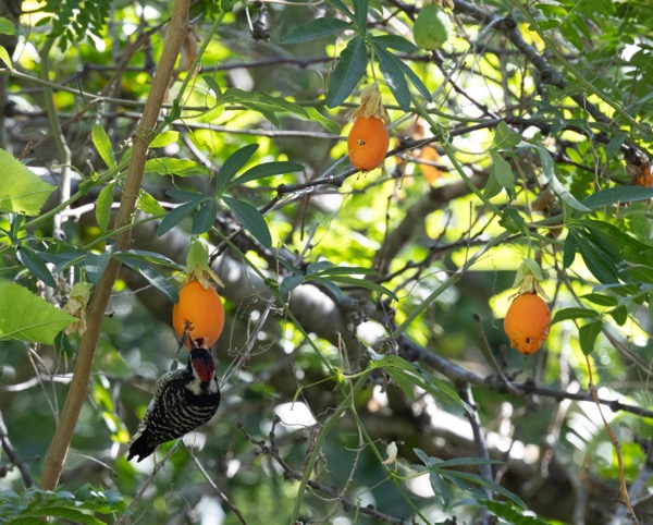 Nuttall's woodpecker