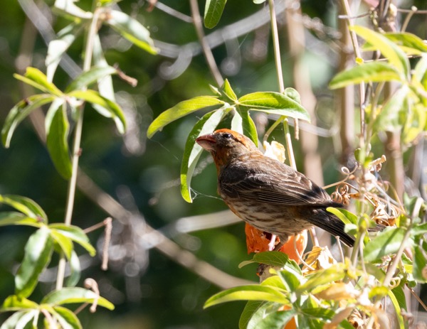 House finch