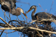 Great blue herons