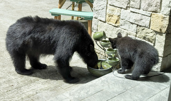 Bears at the fountain