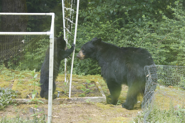 Cub exploring trellis