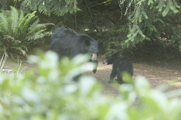 Bears!