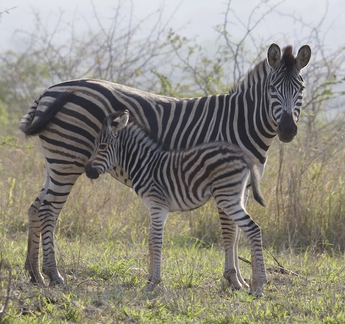 zebra mom and baby