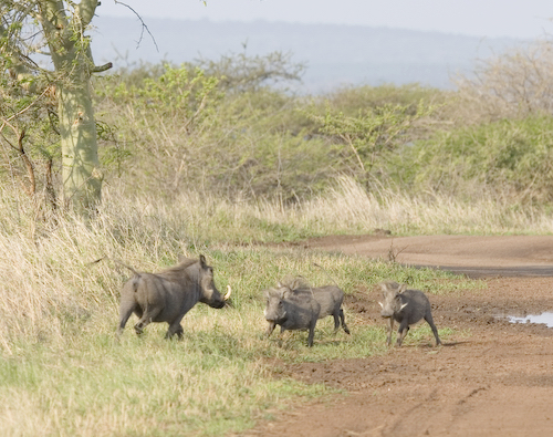 warthogs