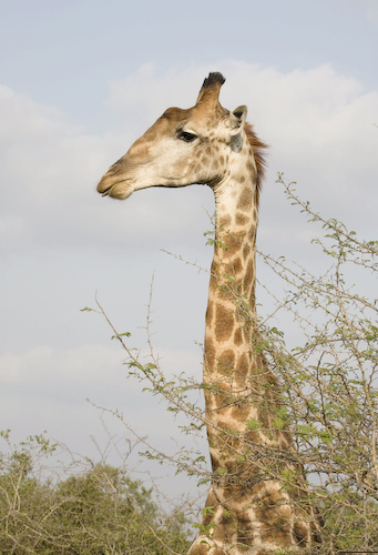 giraffe profile with tongue