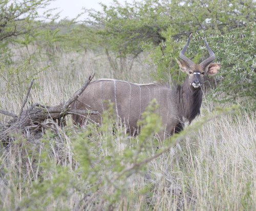 adult male nyala