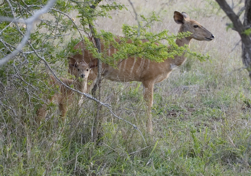 nyala mom and fawn