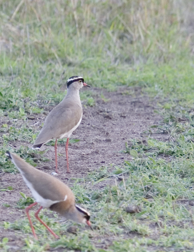 crowned plovers