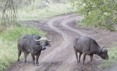 cape buffalo