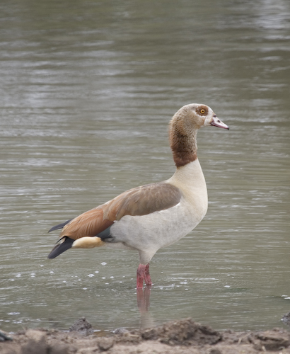 Egyptian goose standing in water