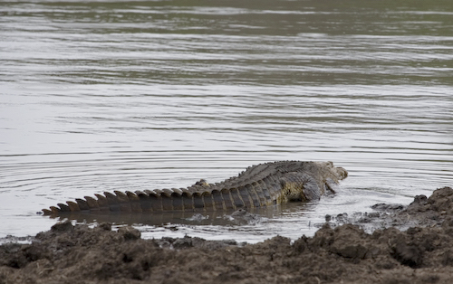 Crocodile