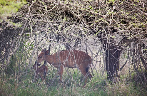 Nyala showing camouflage