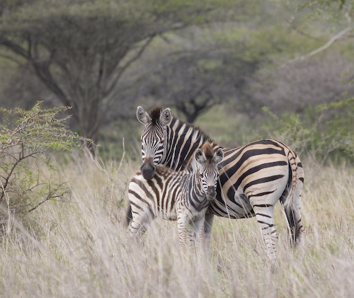 Zebra colt and mom