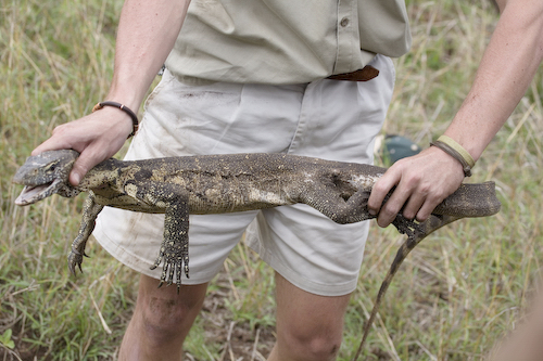 Marius and Monitor Lizard