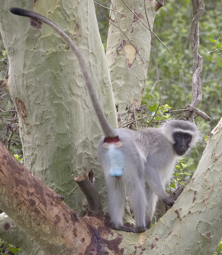 Vervet Monkey showing the obvious