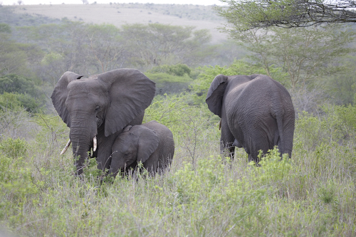 Elephant adult females and female calf