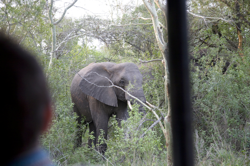 adult female elephant emerging from the trees