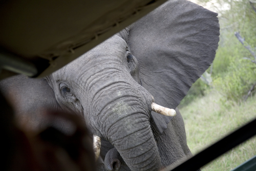 adult female elephant challenging the truck