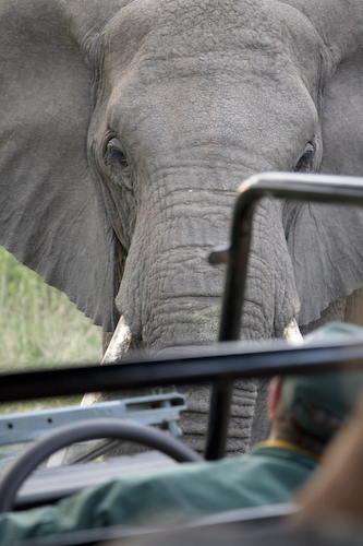 adult female elephant challenging the truck