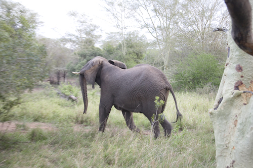 adult female elephant walking away from truck