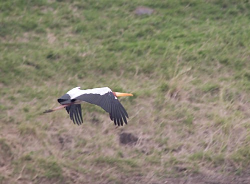 yellow bill stork in flight