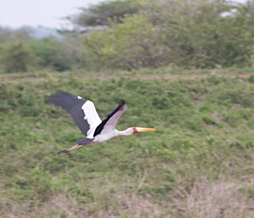 yellow bill stork in flight