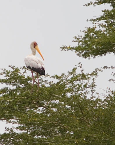 yellow bill stork standing in tree