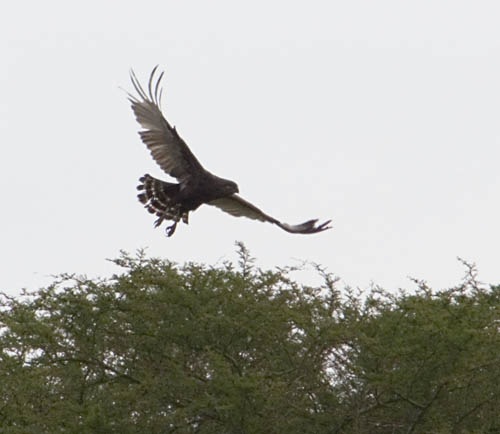 brown snake eagle in flight