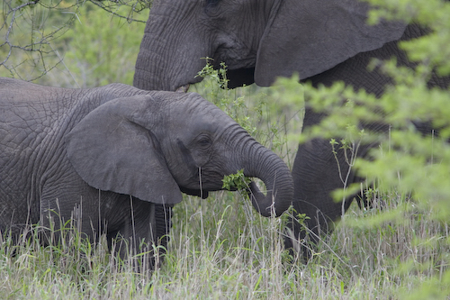 baby elephant eating