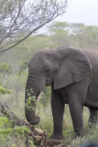 adult female elephant munching freshly destroyed tree