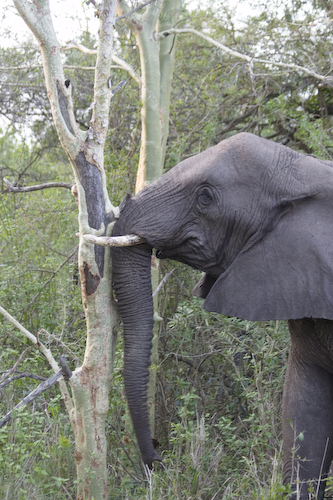adult female elephant pushing tree