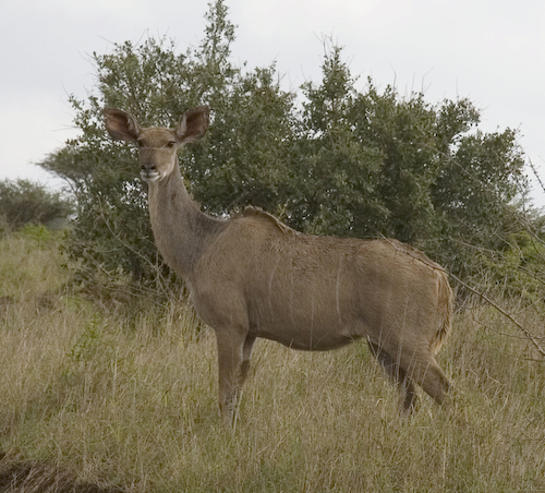 Kudu standing